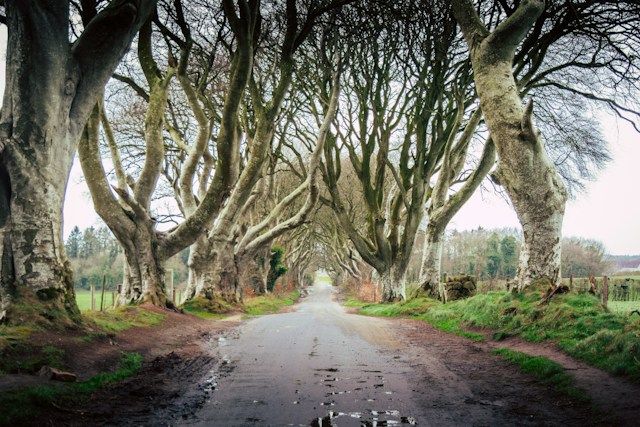 Сказочная буковая аллея в Северной Ирландии