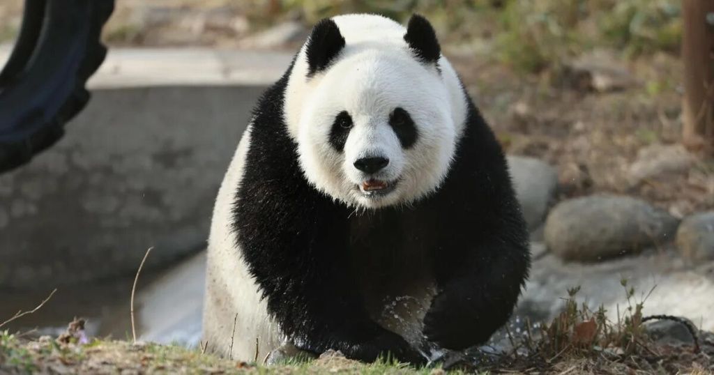 Панда