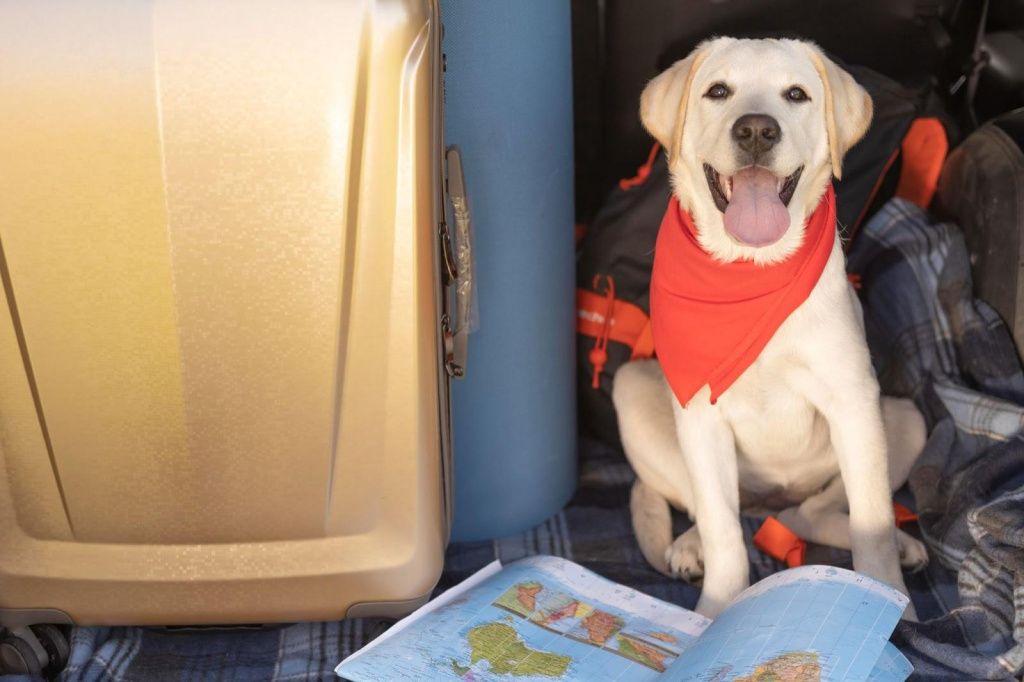 Перевозка собак на самолете